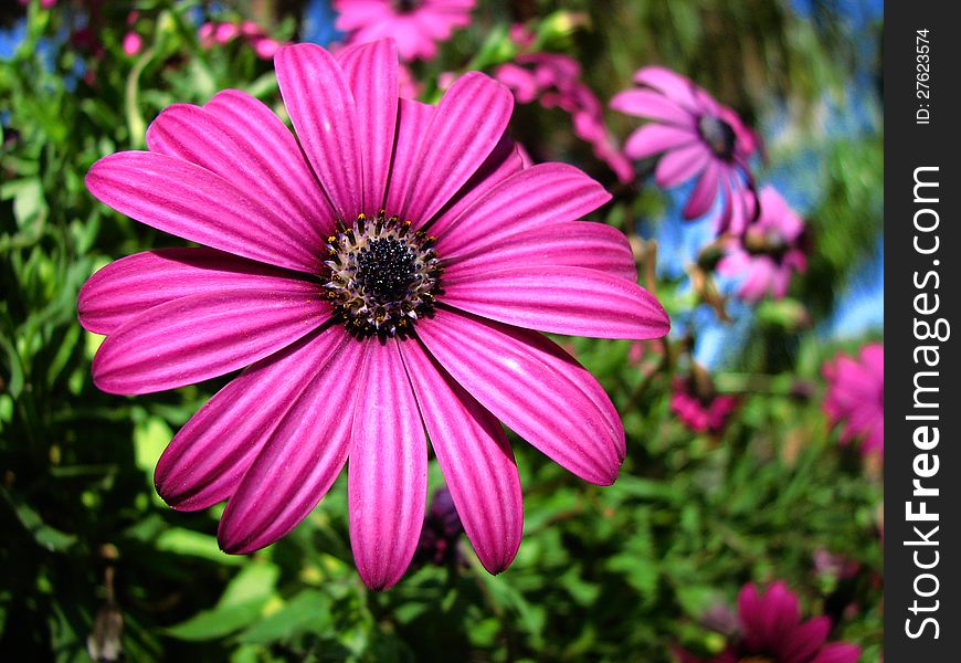 Purple daisy, close up background image. Purple daisy, close up background image