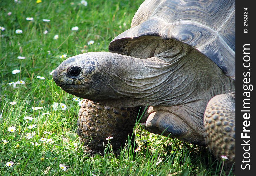 Old turtle on green meadow