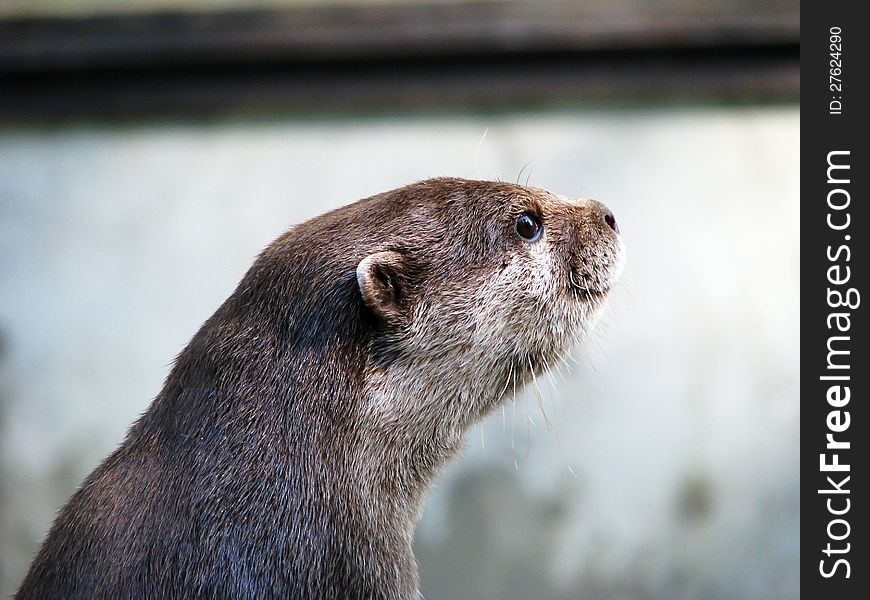 Beautifull otter looking far away