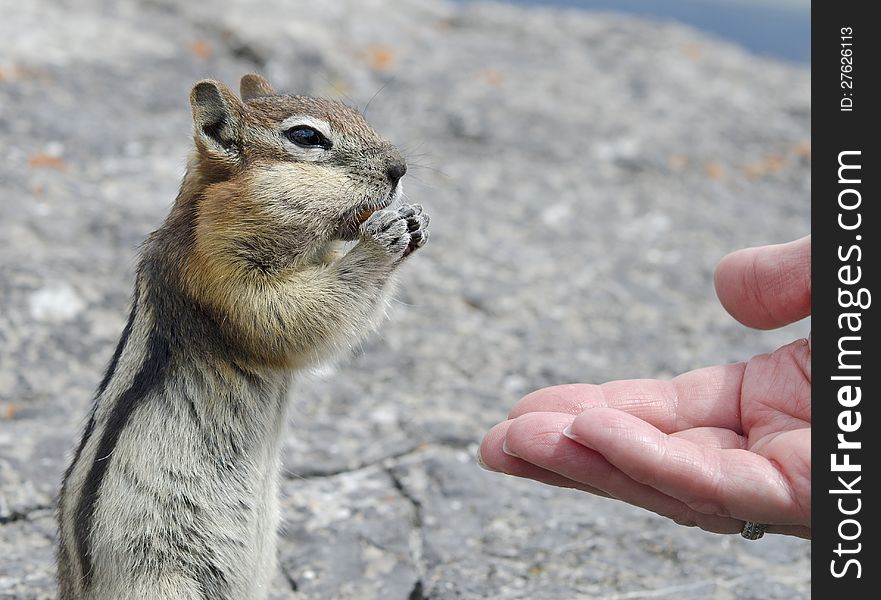 Chipmunk eating peanuts out of the hand. Chipmunk eating peanuts out of the hand