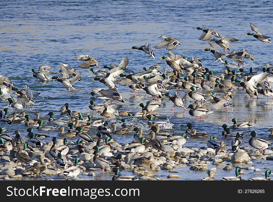 Ducks on a river in winter. Ducks on a river in winter