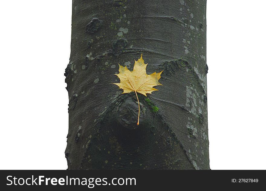 Maple leaf lying on beech trunk, on a white background