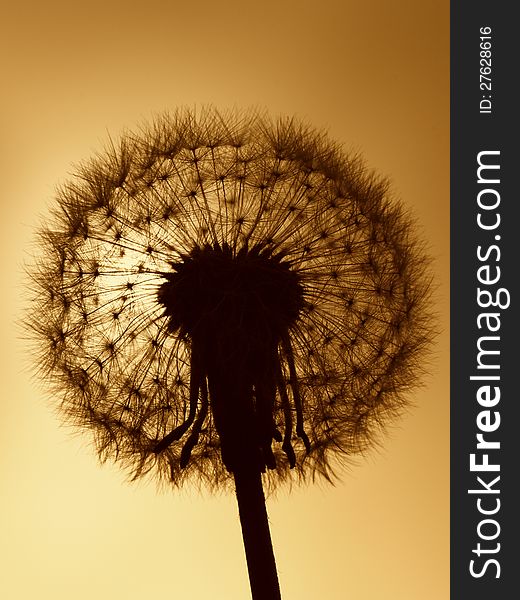 Close up of a dandelion