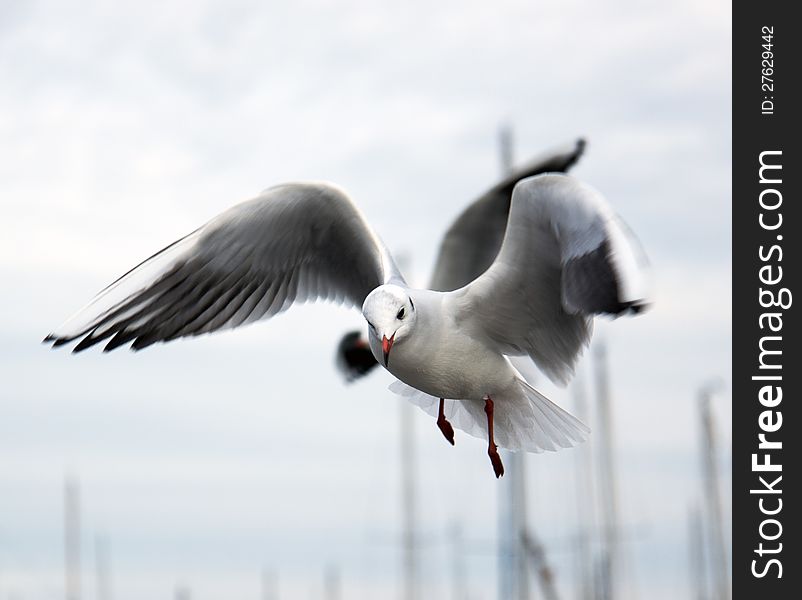 One seagull flying over the marina. One seagull flying over the marina