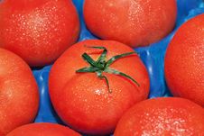 Tomatoes In A Box. Royalty Free Stock Photography Tomatoes In A Box. Royalty Free Stock Photography