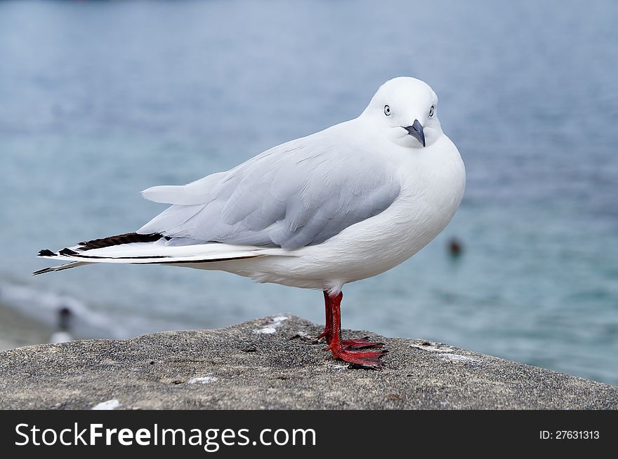 Seagull At A Beach
