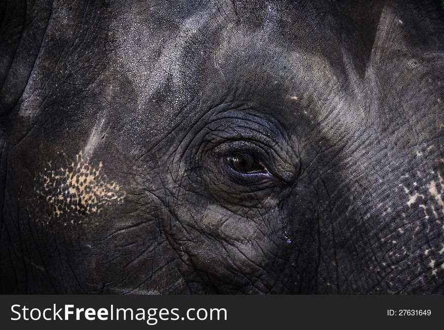 Elephant close up with beautiful black eye in thailand