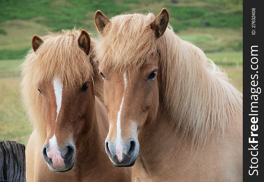 A pair of brown horses. A pair of brown horses