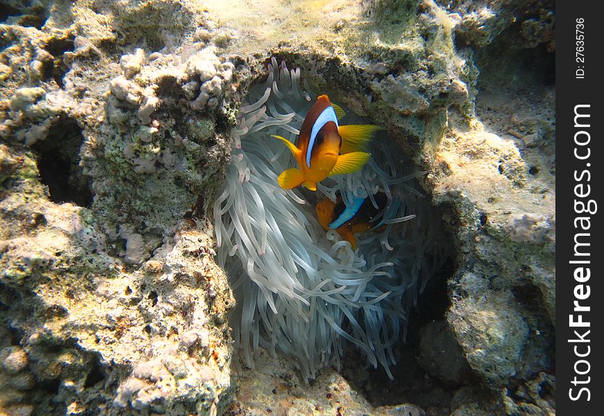 The fish-clown is hiding in an anemone.