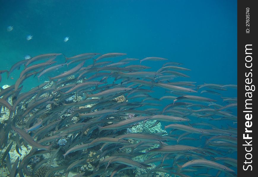 Red Sea school of fish swims along coral