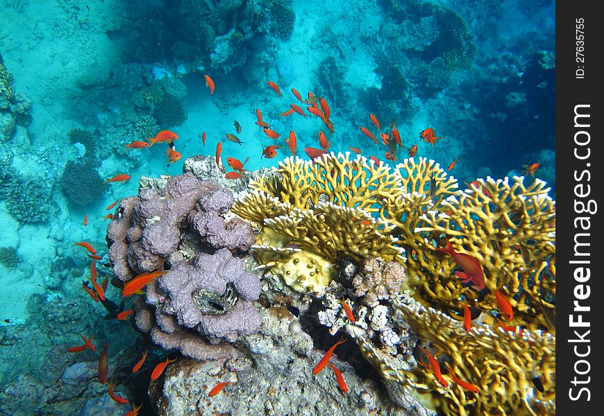 Red fish swimming in the beautiful blue water. Red fish swimming in the beautiful blue water.