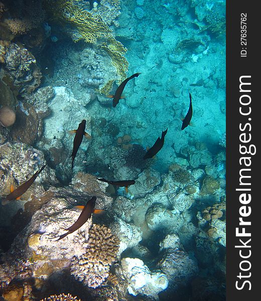 The shoal of fish is swimming near the coral.