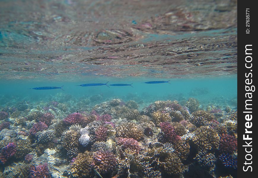 Red Sea school of fish swims along coral