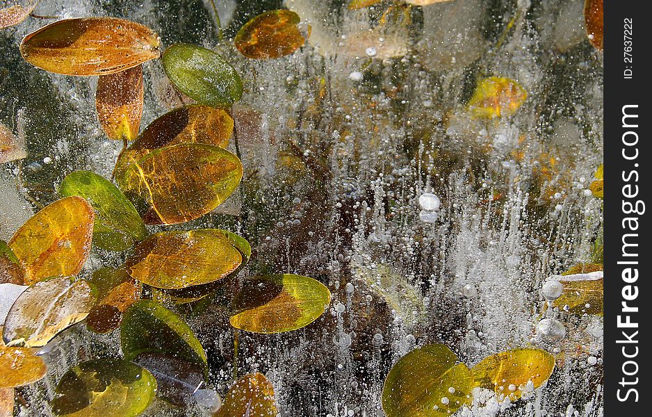 Leaves in ice on a lake