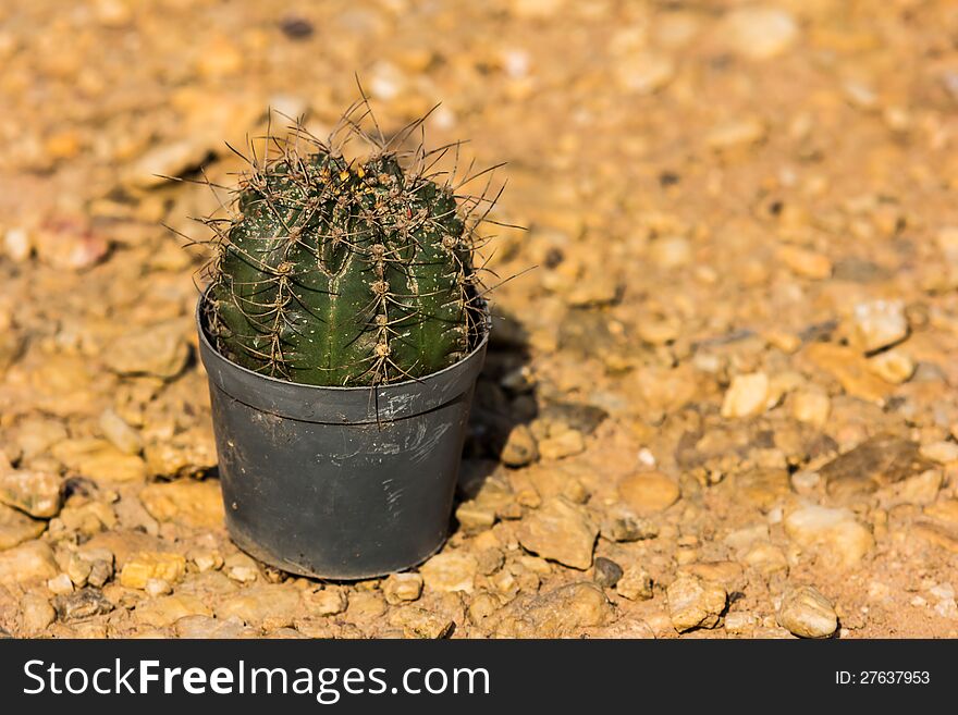 Cactus in pot on the ground