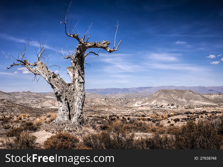 Parched tree in the desert landscape-Spain, Almeria