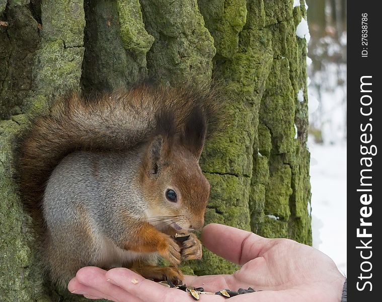 Squirrel sits on a tree looking warily at the camera. Squirrel sits on a tree looking warily at the camera