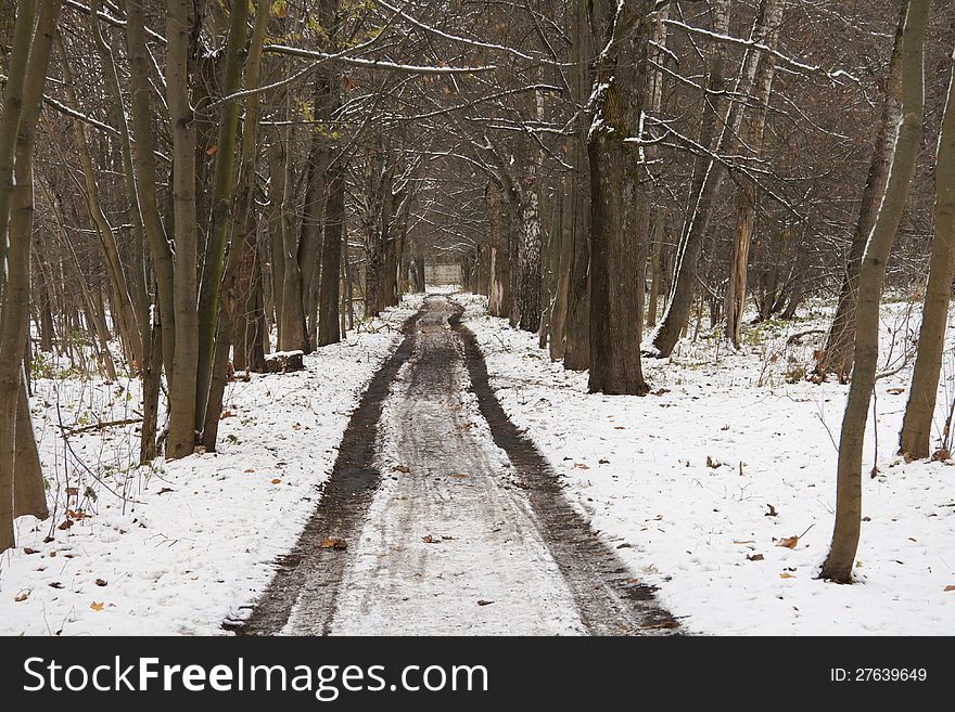 First snow, path in forest. Picture was taken in October in Novgorod, Russia