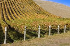 Autumn Vineyard Royalty Free Stock Photography Autumn Vineyard Royalty Free Stock Photography