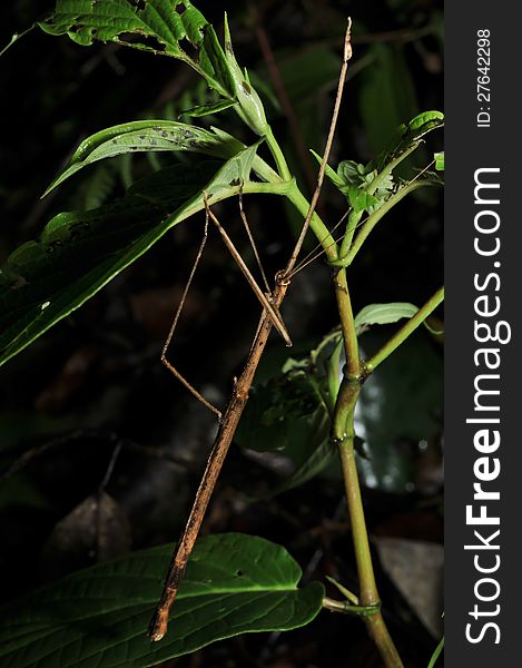 Stick insect found at Fraser Hill, Pahang, Malaysia