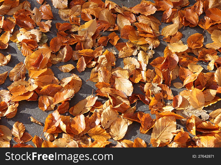 Fall foliage in different shades of brown on a concrete surface