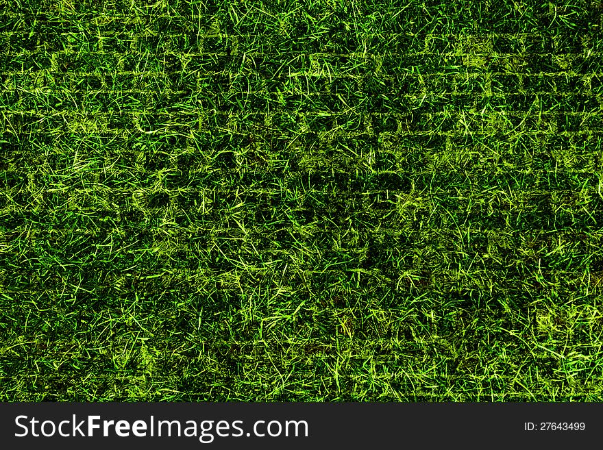 Green grass texture