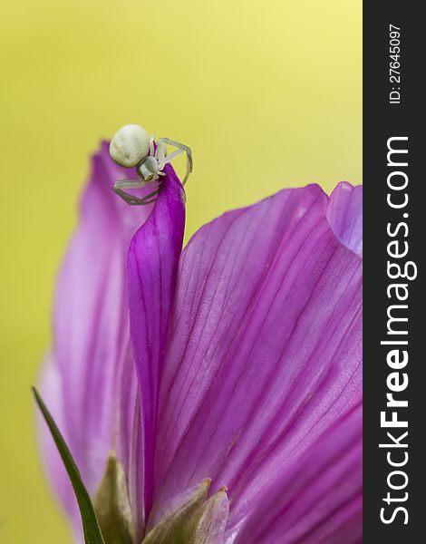 Tiny spider on a flower