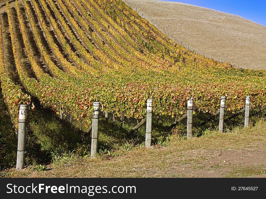 Autumn vineyard picturesque landscape.