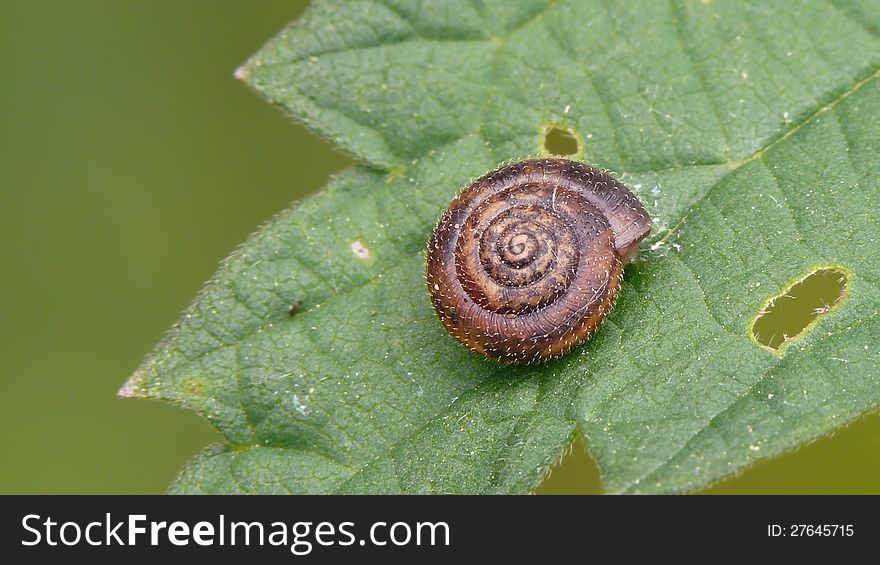 German hairy snail ona nettle leaf.