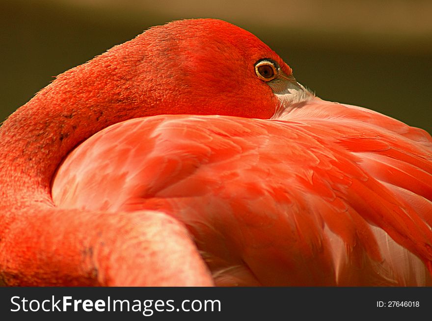 Color profile photo of flamingo with folded neck.