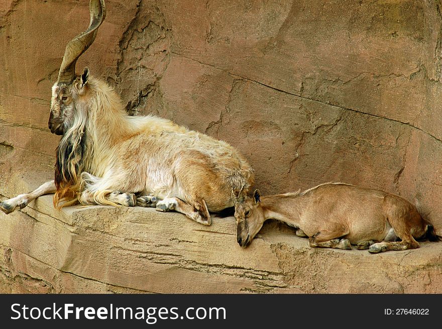 Color photo of two endangered Markhor's (male and female) resting on ledge in their habitat.
