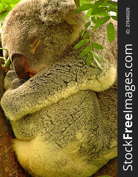 Color photo of koala nestled and sleeping in eucalyptus tree.