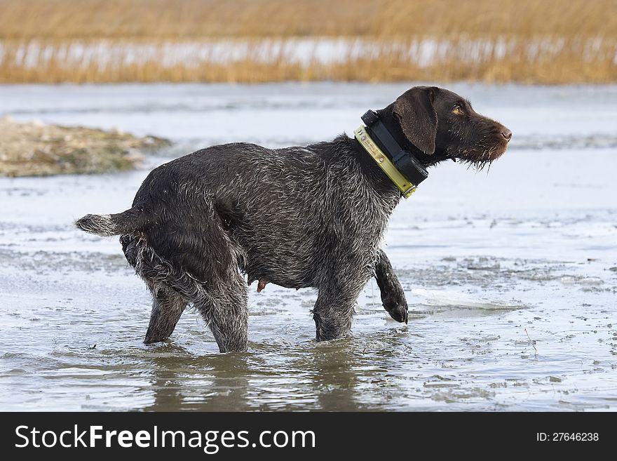 Hunting Dog standing in icy water about to retrieve a duck