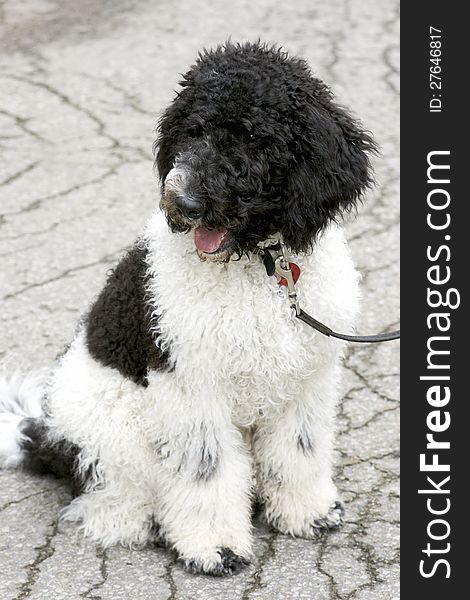 A five-month-old Parti Poodle puppy is eager to please and sits for his owner while out on a walk. A five-month-old Parti Poodle puppy is eager to please and sits for his owner while out on a walk.