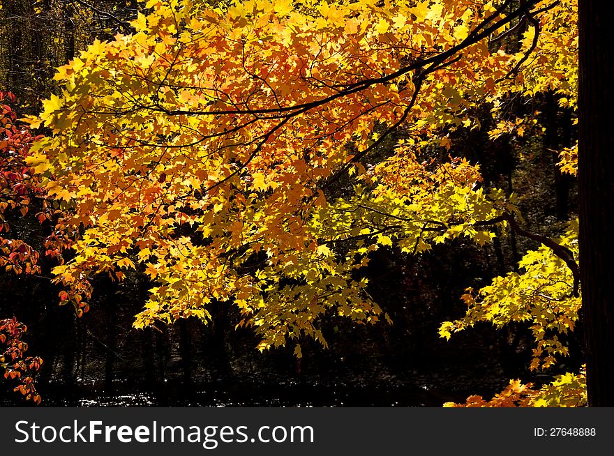 Brilliant fall leaves on a black background.