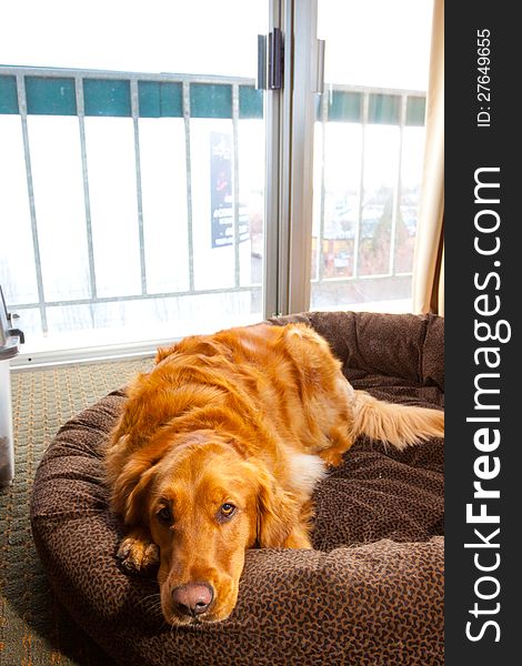 A golden retriever dog lays on a dog bed at a hotel looking lonely. A golden retriever dog lays on a dog bed at a hotel looking lonely.