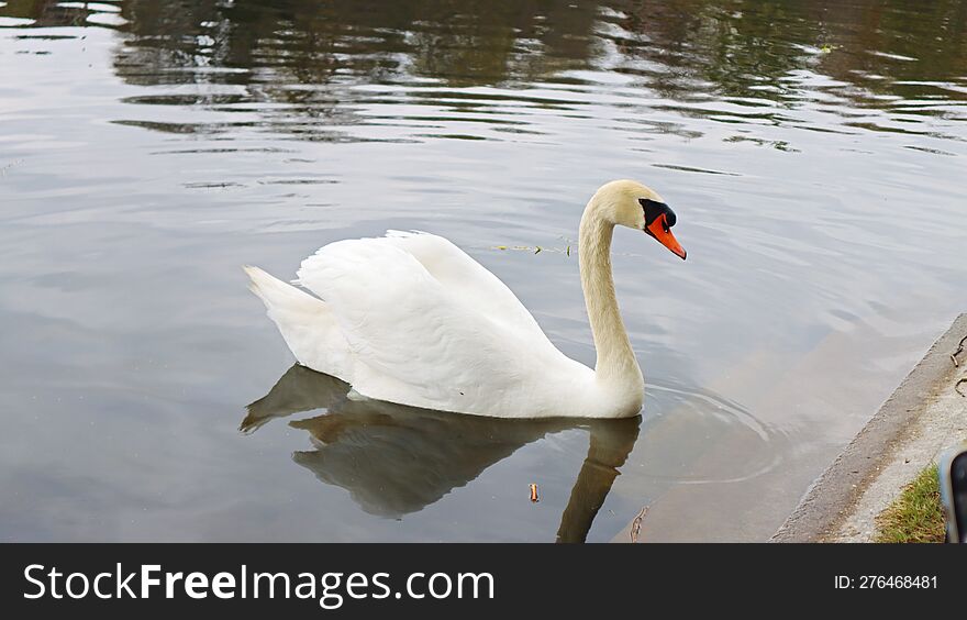 White Swan Saying Hello To The People Visiting High Park, Toronto