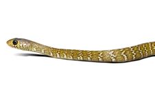 Snake Don T Have Poison Royalty Free Stock Image Snake Don T Have Poison Royalty Free Stock Image