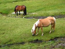Grazing Wild Horses At The Alps Royalty Free Stock Image Grazing Wild Horses At The Alps Royalty Free Stock Image