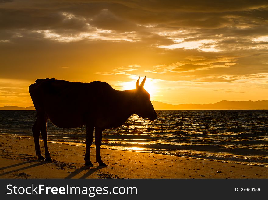 Cows on the beach background sea and sunrise