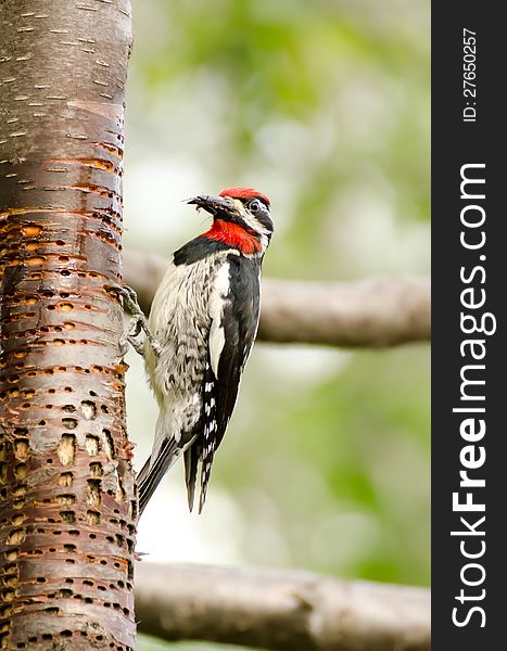 WoodPecker taken at okotoks alberta canada