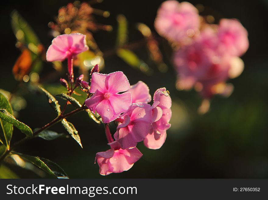 A blossoming flower a phlox in a summer garden. A blossoming flower a phlox in a summer garden.