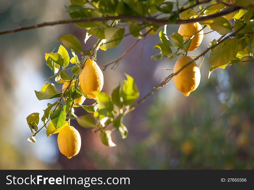 Close-up of a lemon tree. Close-up of a lemon tree