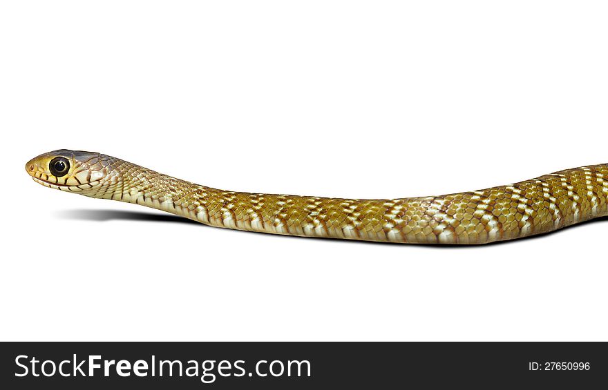 Closeup snake don't have poison, Isolated on white with clipping path. Closeup snake don't have poison, Isolated on white with clipping path