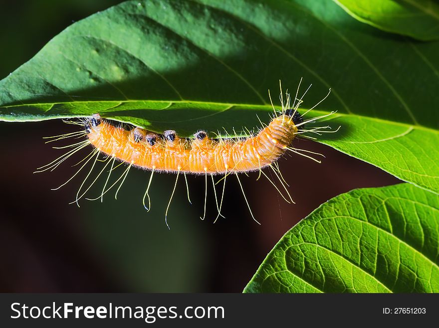 Close up of Painted Jezebel (Delias hyparete) lava (caterpillar) on green leaf. Close up of Painted Jezebel (Delias hyparete) lava (caterpillar) on green leaf