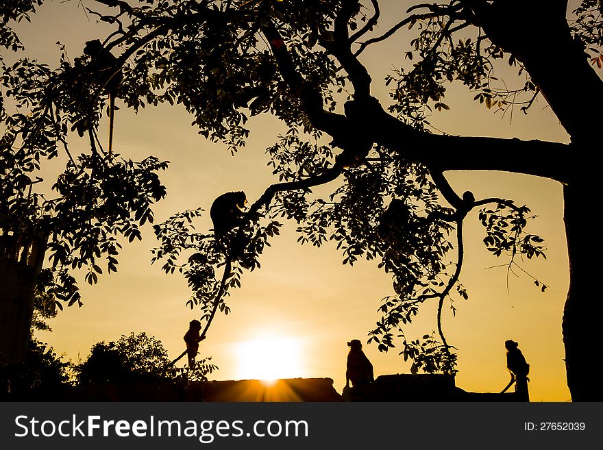 Monkey On Tree