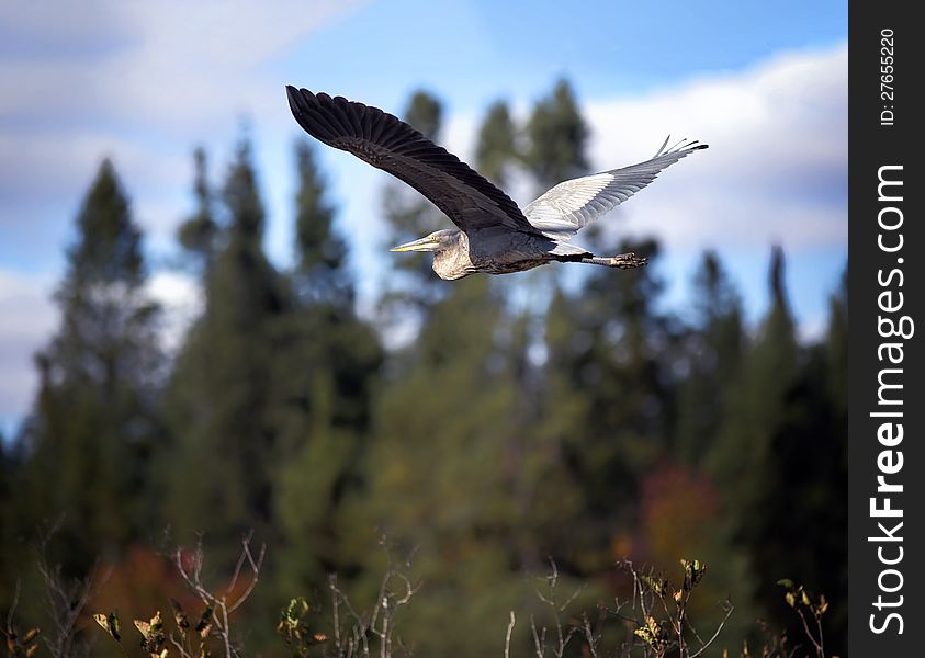 A flying blue heron. A flying blue heron.