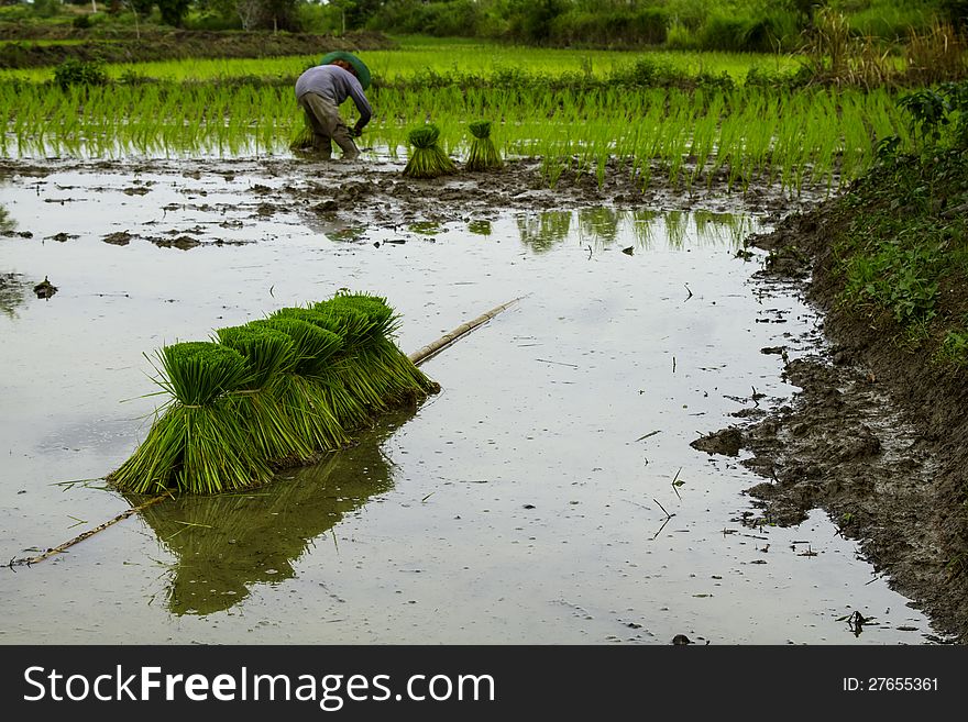 Farmer working planting rice in the paddy field.