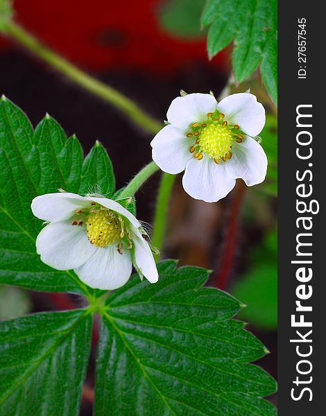 Strawberry flowers macro closeup with leaves and soil in background