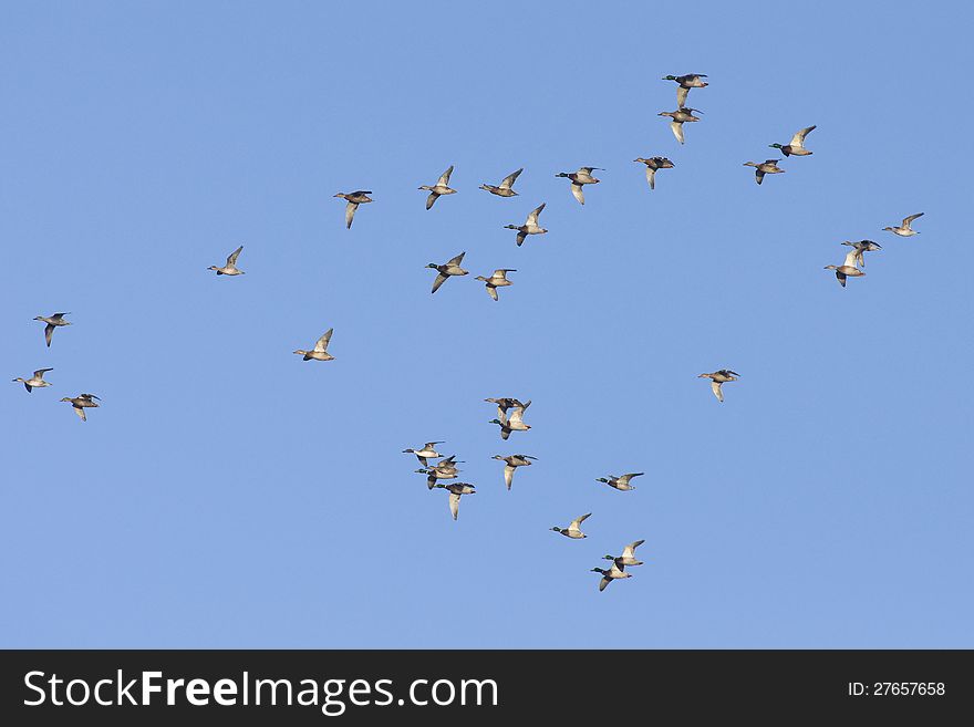 Flock of Mallards